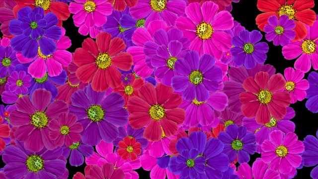 4k purple daisy wedding background,wildflower flowers plants bloom pattern,life vitality backdrop.