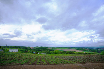 Fototapeta na wymiar Hills / Agriculture area in Hokkaido