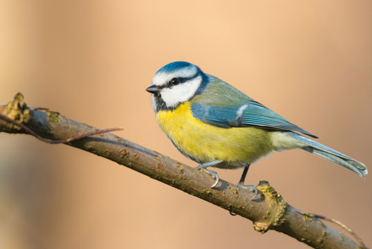 Blue tit