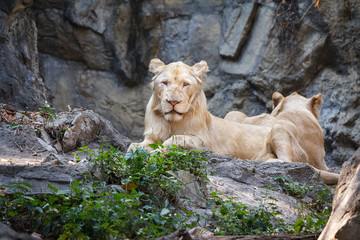 Female lion sitting on the rock with green leaf.