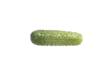 Fresh cucumber.