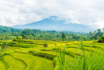 Green rice terrace fields in Bali, Indonesia