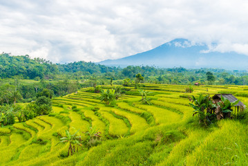 Fototapeta na wymiar Green rice terrace fields in Bali, Indonesia