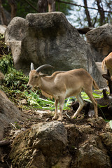 The mountain goats