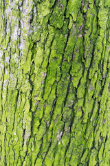 a close up of lime green tree bark found in my local forest in Marbella, Spain