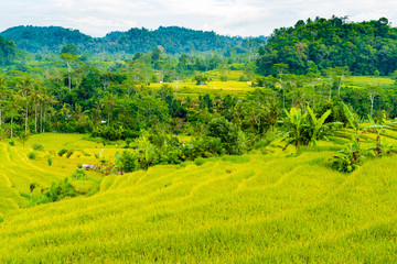 Green rice terrace fields in Bali, Indonesia