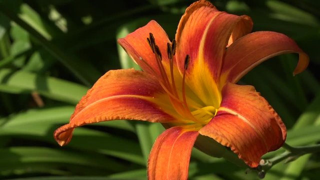 Orange lily in full juice.