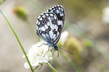 Butterfly Feeding From Wild Flower In Sunny Day