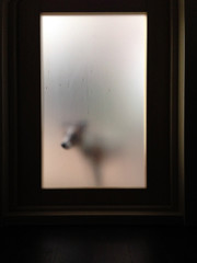 Dog waiting behind dirty glass door enter inside