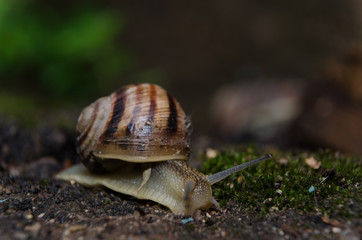 Улитка ползёт по мху
