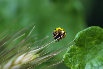 Naklejka premium Yellow Ladybug Macro On Green Leaves