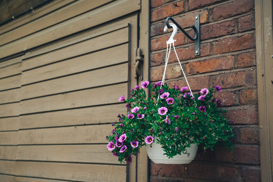 A large ball of dark pink petunias. Basket of fowers decorated the wall. Colored summer flowers hanging in a basket