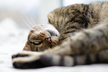 Funny cat playing, looking at you lying upside down