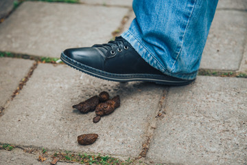 dog golden poop on the street.Close up feces, background of dog poop on the soil ground.dog feces on gravel floor.shit dog on cement floor and Fly. the man almost stepped in dog feces