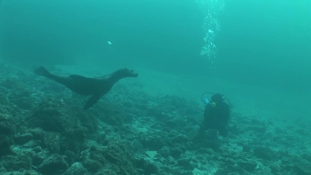 Sea lions diving Underwater Video Galapagos islands Pacific Ocean