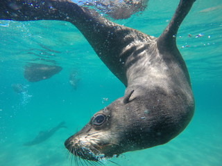 Obraz premium cape fur seal