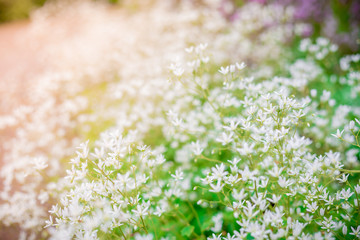 Spring flowers background. white small summer flowers