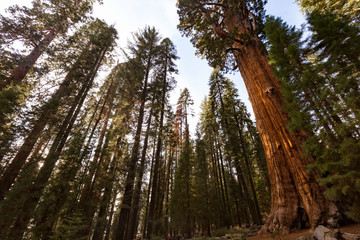 Giant Forest Sequoia National Park