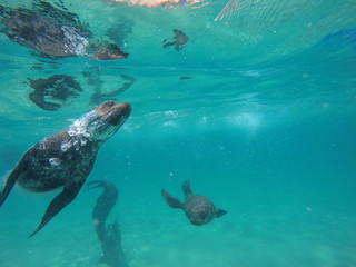 Obraz na płótnie Canvas fur seal