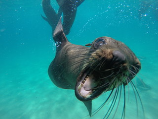 fur seal pup