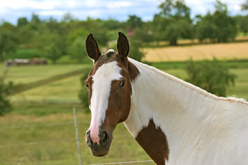 Obraz premium Horses free on a field in summer