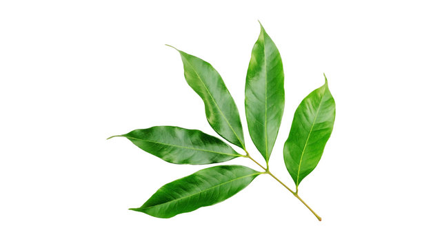 Fototapeta Litchi leaf on a white background.