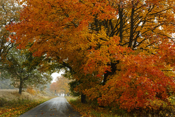 Autumn road./ Kashubia,Poland