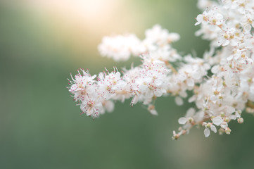 The white spirea flower on a beautiful background and sun light. Selective focus