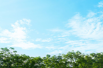 blue sky and  green  tree  background