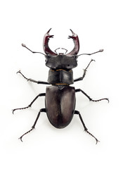 Deer beetle (Lucanus cervus)