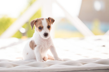 Puppy breed jack russell terrier.