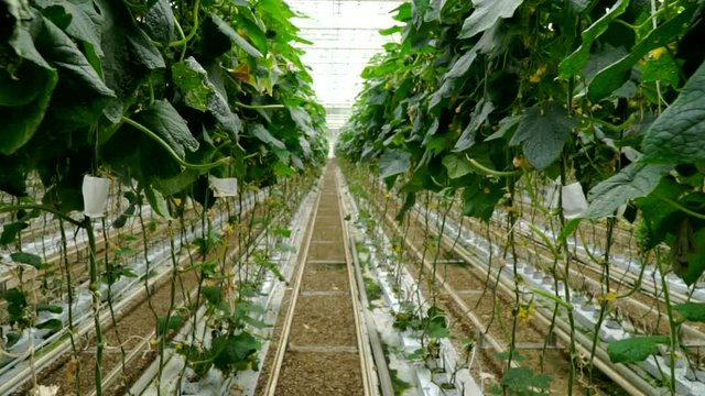 Growing cucumbers in the greenhouse by method of drip irrigation. Smooth camera movement.