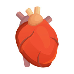 Heart medical science vector illustration flat. human anatomy