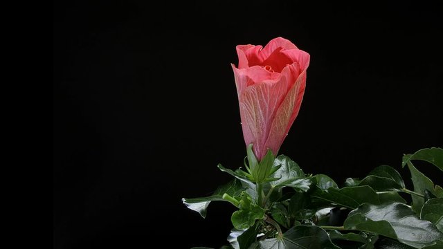 Red Hibiscus Flower Blooming opening