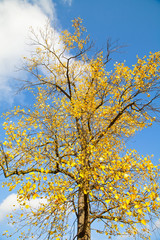 Yellow leaves springtime