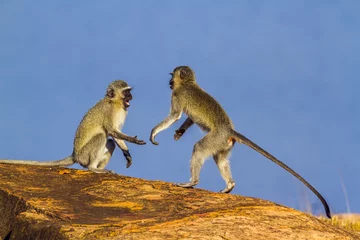 Crédence de cuisine en verre imprimé Singe Vervet monkey in Kruger National park, South Africa
