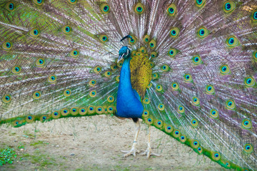 Obraz premium Peacock colored beautiful