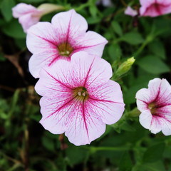 Fototapeta premium Close up lovely flowers blooming in the plant containers