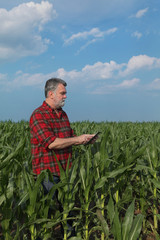 Farmer or agronomist examining green corn field using tablet