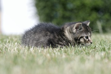 Naklejka na ściany i meble Little kittens play in the grass