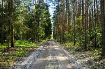 Fototapeta na wymiar Droga w środku lasu