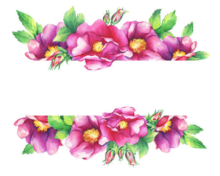 Banner with flowering pink roses (names: dog rose, rosa canina, Japanese rose, Rosa rugosa, sweet briar, eglantine), isolated on white background. Watercolor hand drawn painting illustration.