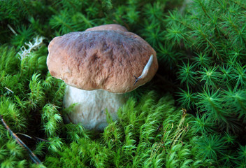 Fresh white mushroom in the forest