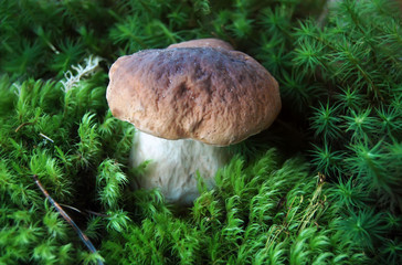 Fresh white mushroom in the forest