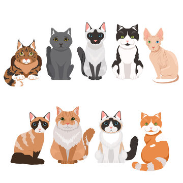 Domestic cats in cartoon style. Vector illustrations isolate on white