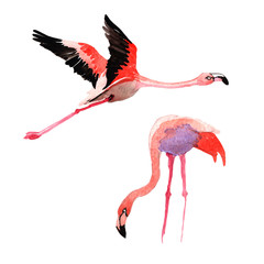 Sky bird flamingo in a wildlife by watercolor style isolated. Wild freedom, bird with a flying wings. Aquarelle bird for background, texture, pattern, frame, border or tattoo. © yanushkov