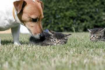 Little kittens play in the grass