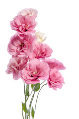 bunch of pink eustoma flowers isolated on white