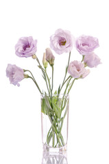 Naklejka na ściany i meble bunch of pale violet eustoma flowers in glass vase isolated on white