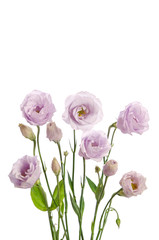 Beautiful pale violet eustoma flowers isolated on white background